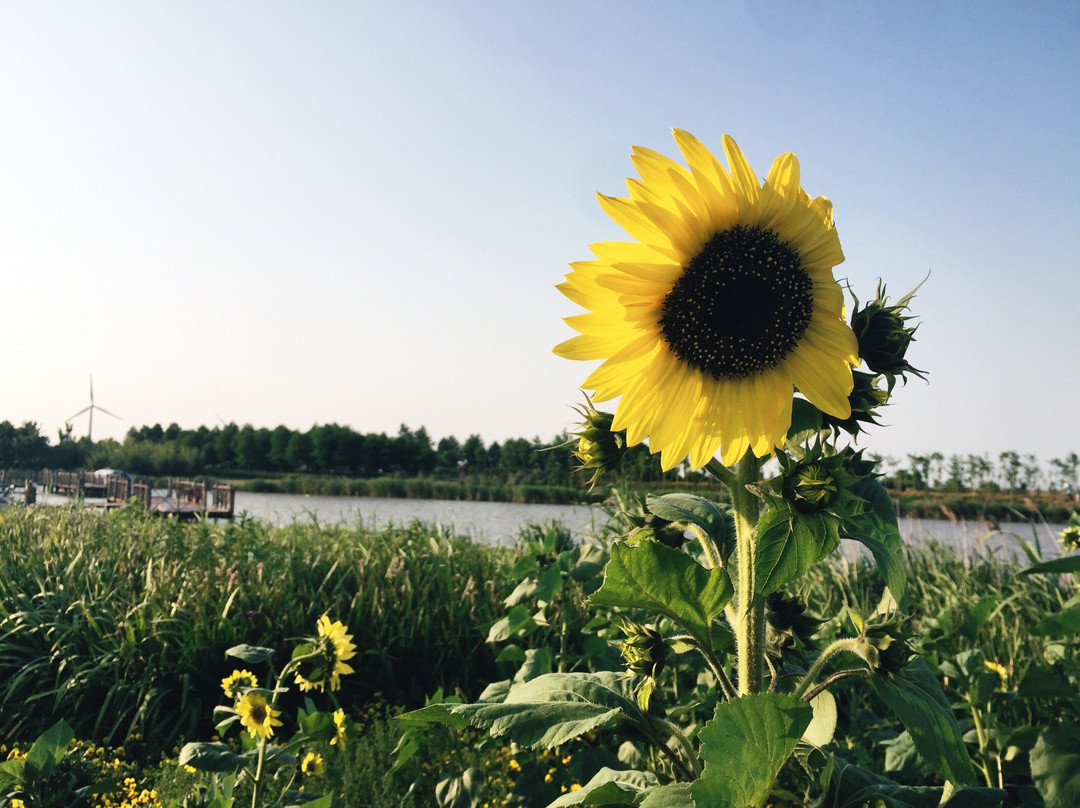 东滩湿地公园-崇明县必去景点