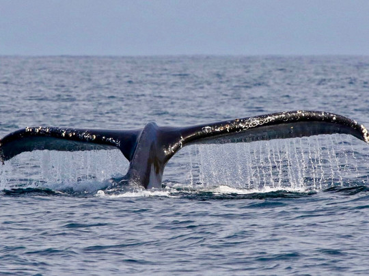 Dockside Charters-Depoe Bay必去景点