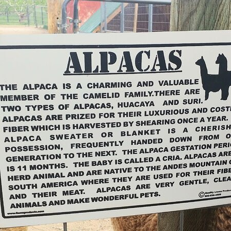 Suncrest Orchard Alpacas-Palisade必去景点