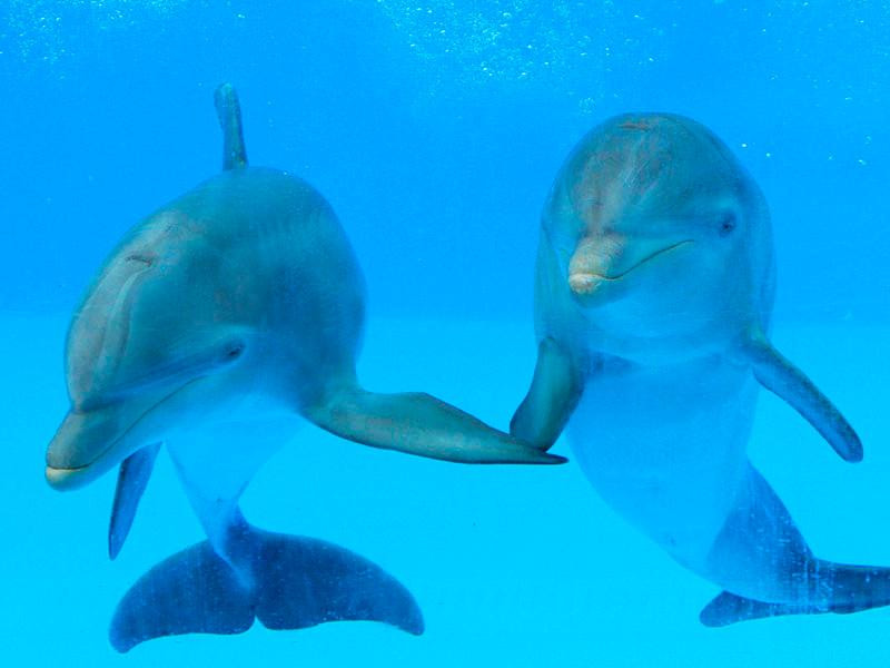 海洋世界水族馆景点图片