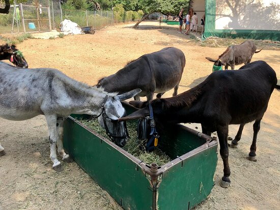 Corfu Donkey Rescue景点图片