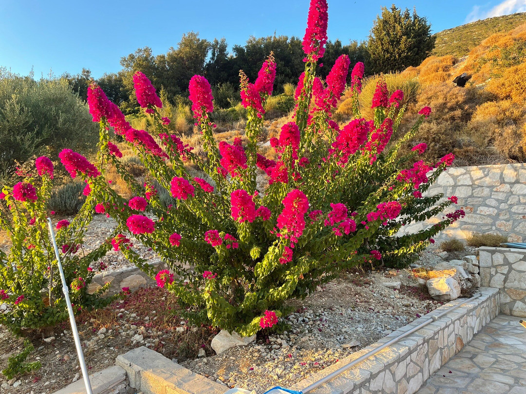 Myrtos View Apartments