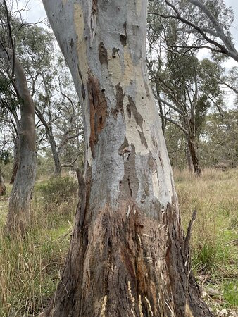 Barkers Creek Reservoir-Harcourt必去景点
