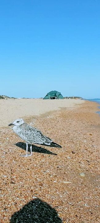Vityazevo Beach景点图片