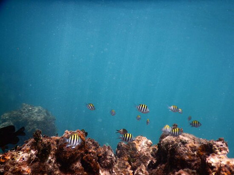 Island Reef Tours-法哈多必去景点