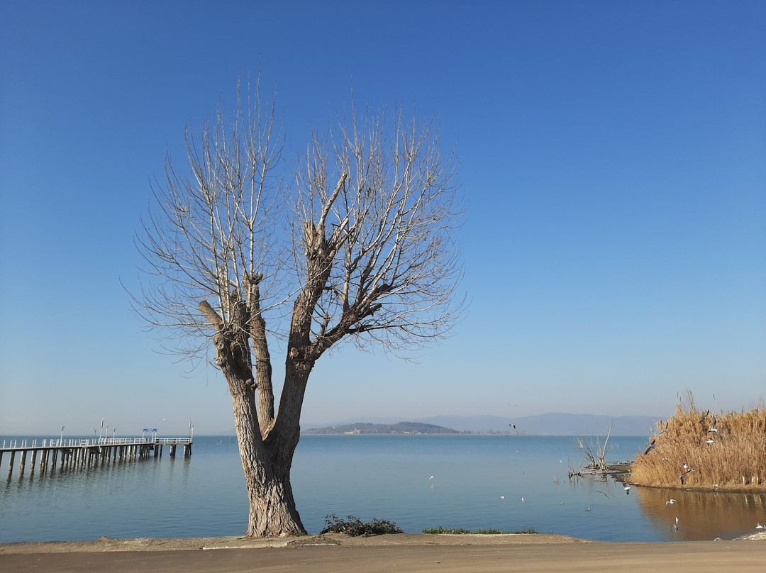 Cooperativa Pescatori del Trasimeno景点图片