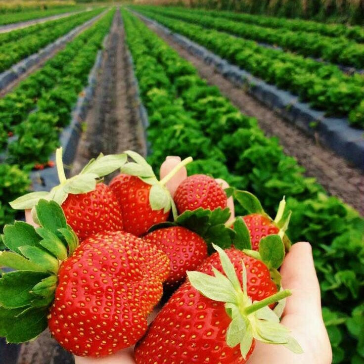 Gureghar旅游攻略图片