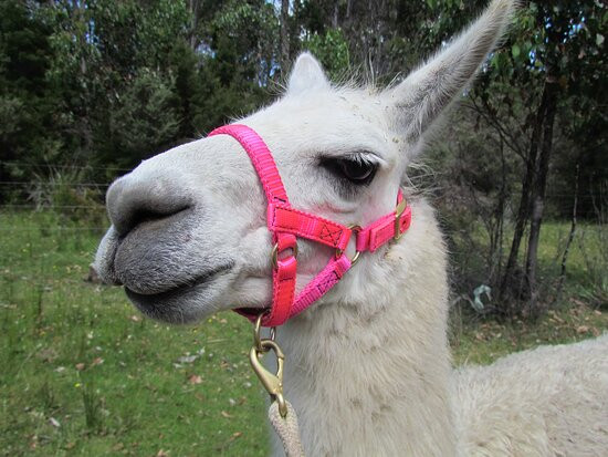 Llama Farma-Elizabeth Town必去景点