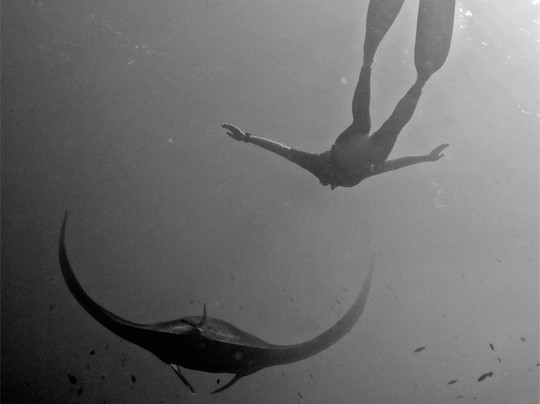 Fusion Freedive and Spearfishing