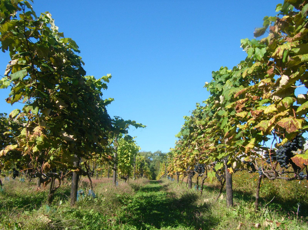 Tsurunuma Winery-浦臼町必去景点