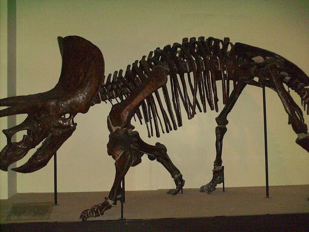 Goulandris Museum of Natural History景点图片