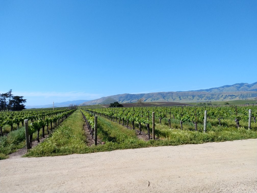 Biddle Ranch Vineyard-圣路易斯-奥比斯波必去景点