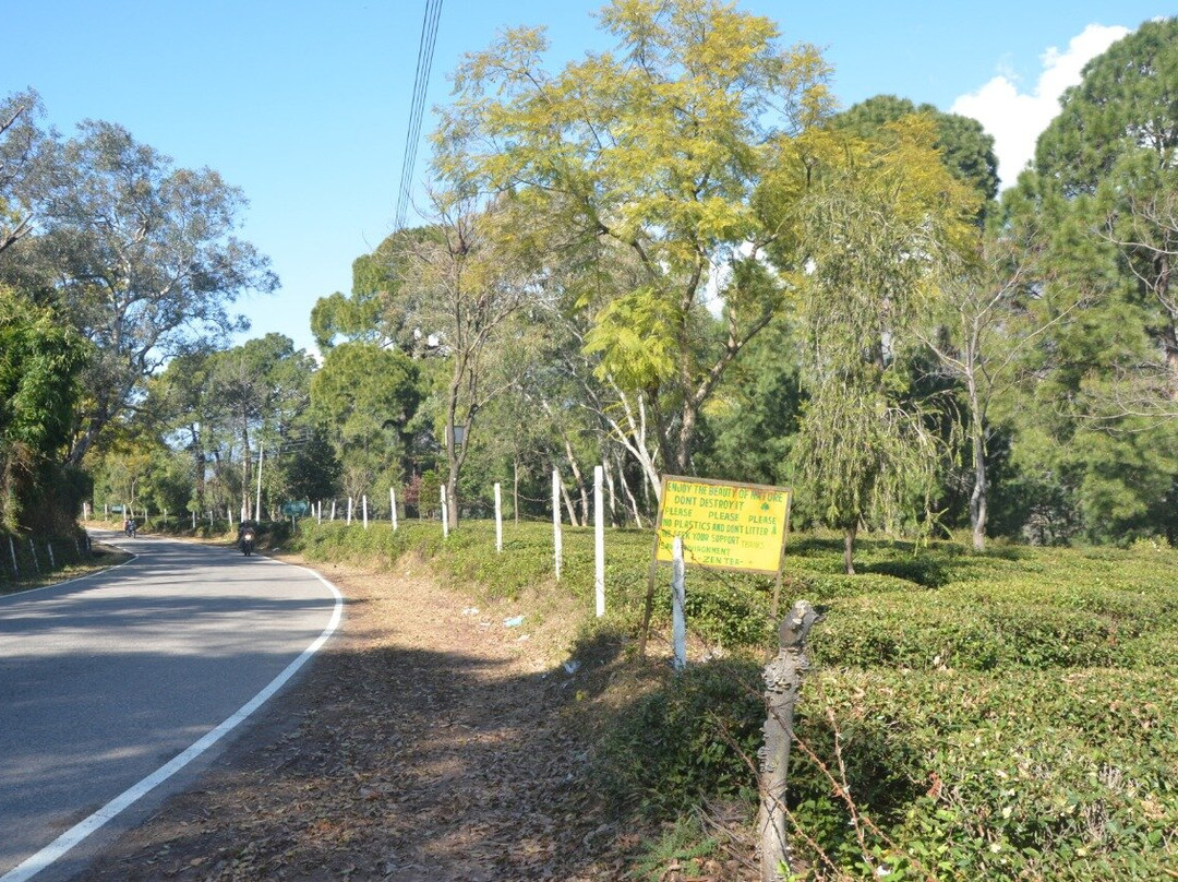 Royal Green Buds主图