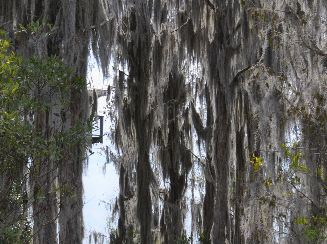 Chesser Island Homestead/Boardwalk-Folkston必去景点