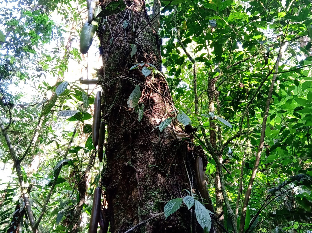 EcoPoro Rain Forest景点图片