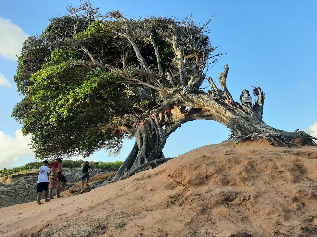 Maxaranguape Beach景点图片
