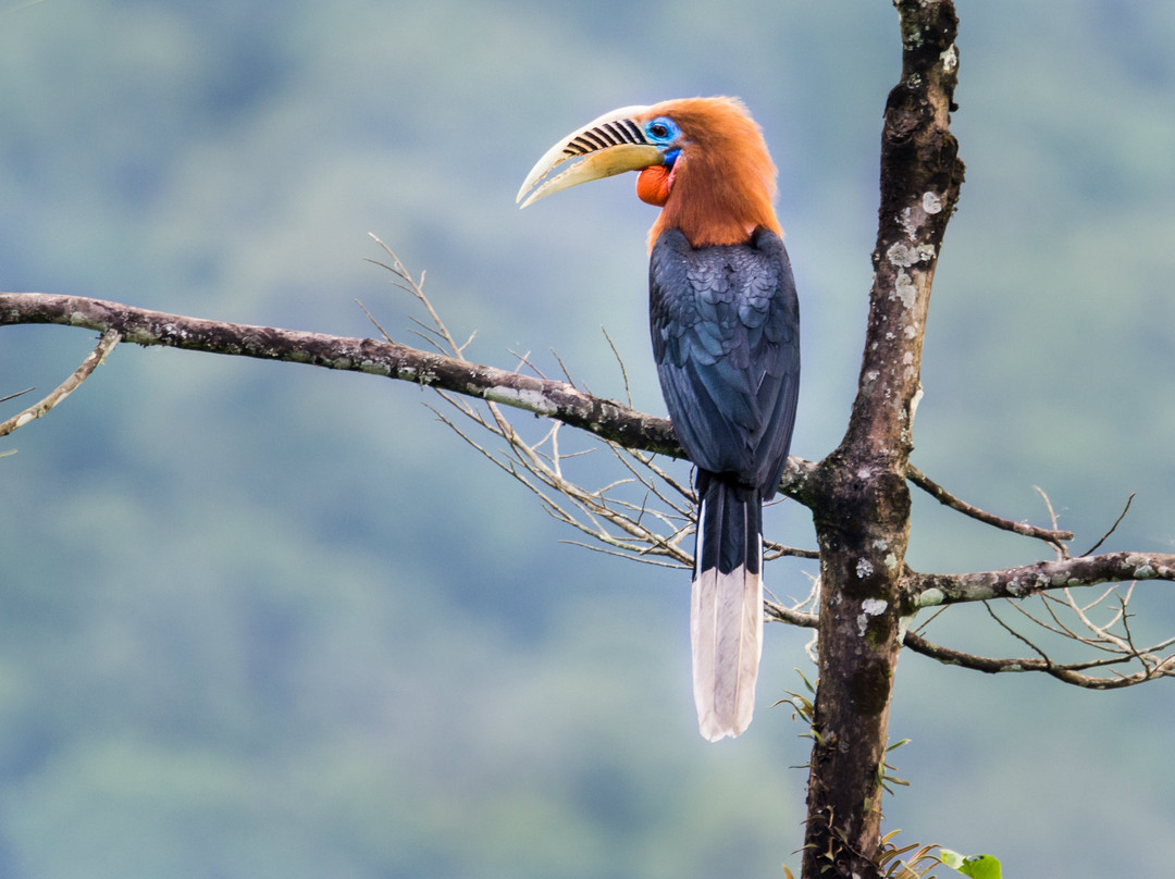 Mahananda Wildlife Sanctuary-大吉岭必去景点