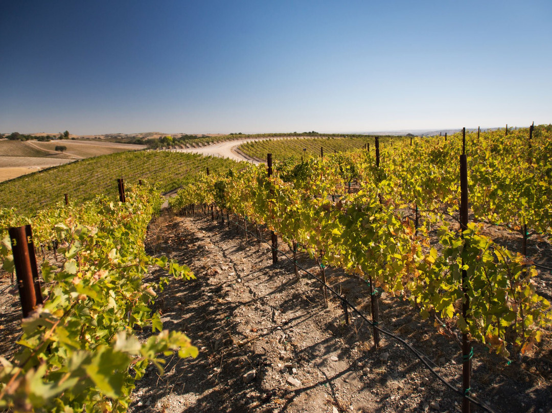 Epoch Estate Wines景点图片