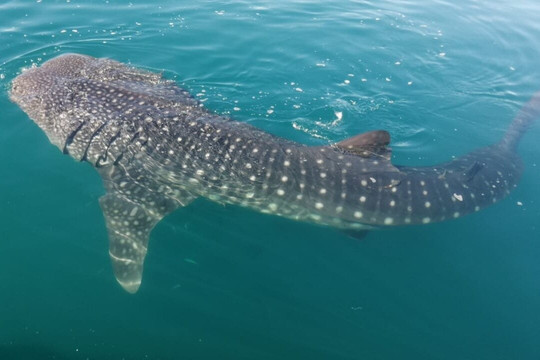 Capitanes Tours-拉巴斯必去景点