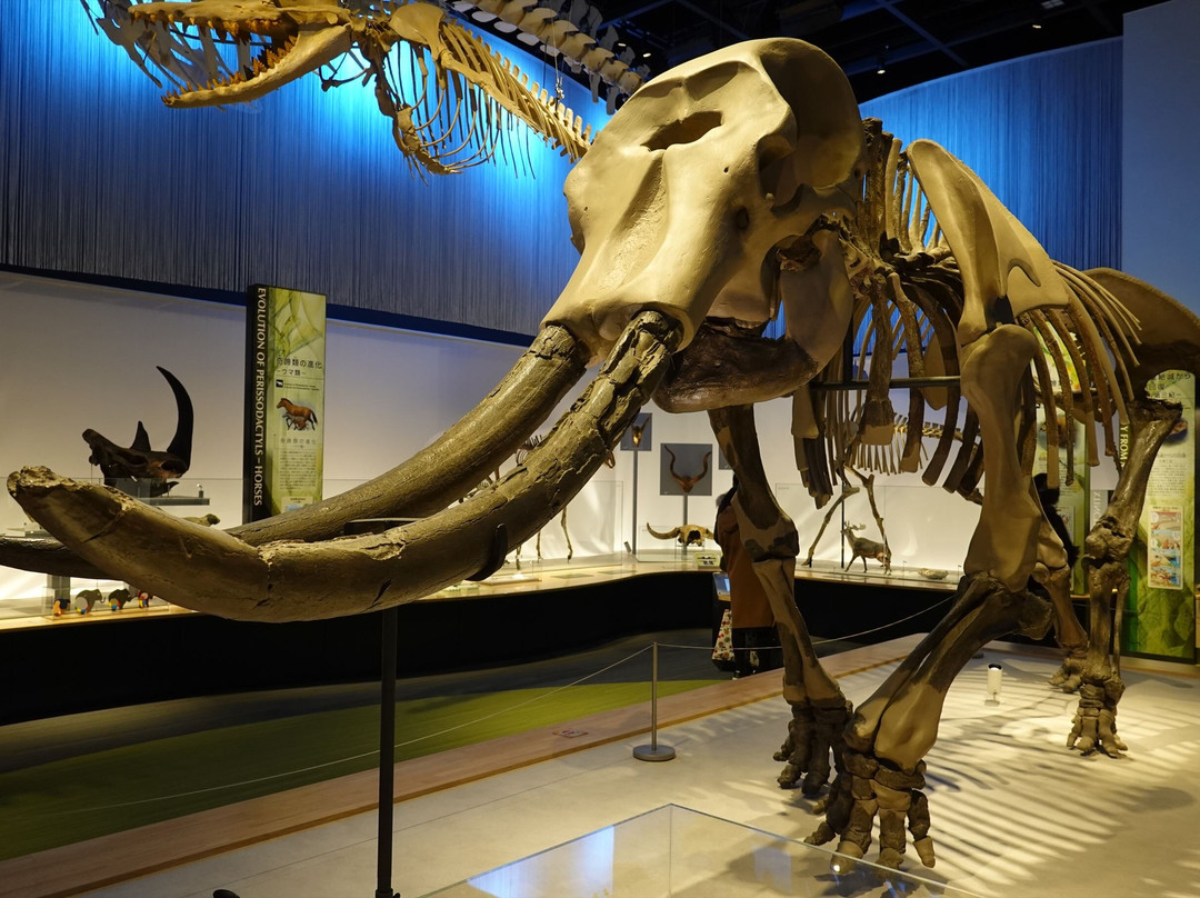Toyohashi Museum of Natural History-丰桥市必去景点