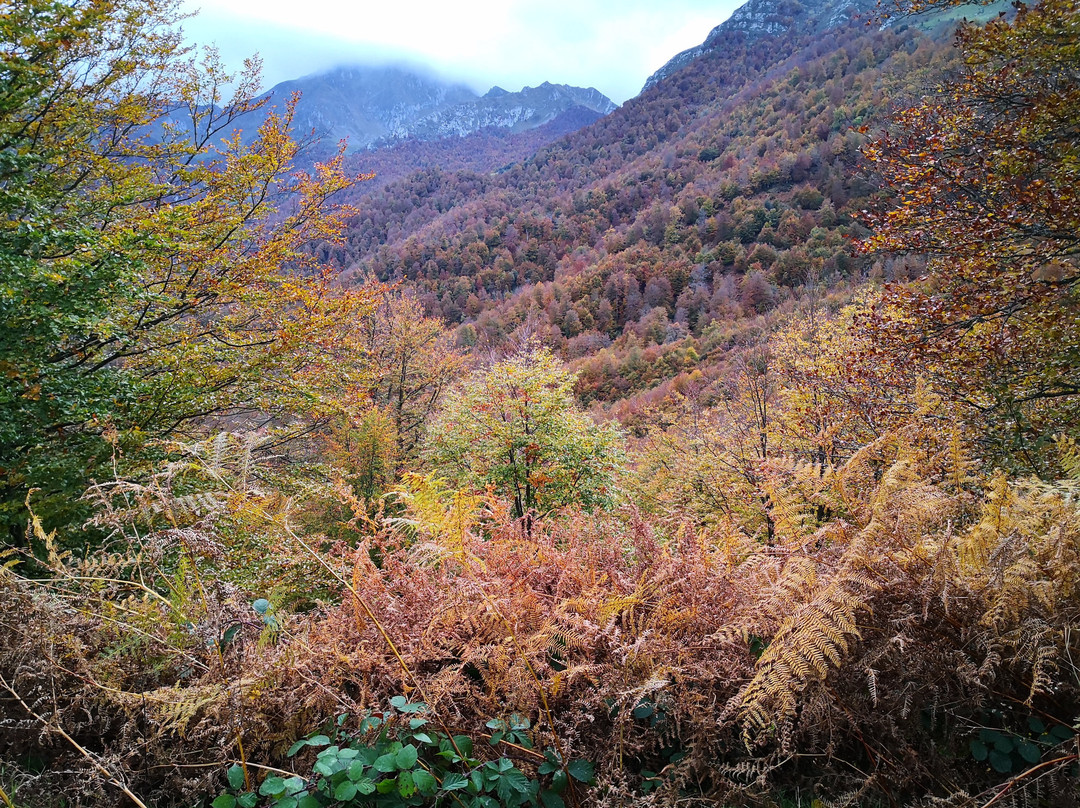 Bosque de Peloño景点图片