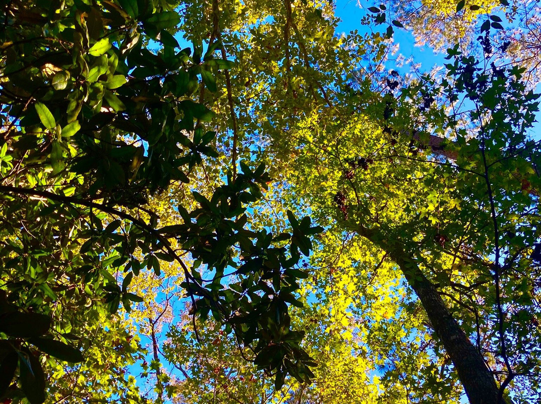 Tickfaw State Park-Springfield必去景点