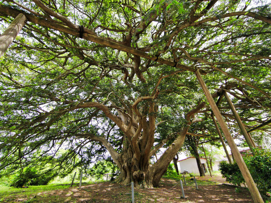 Large Kaya of Manshoji-桑折町必去景点