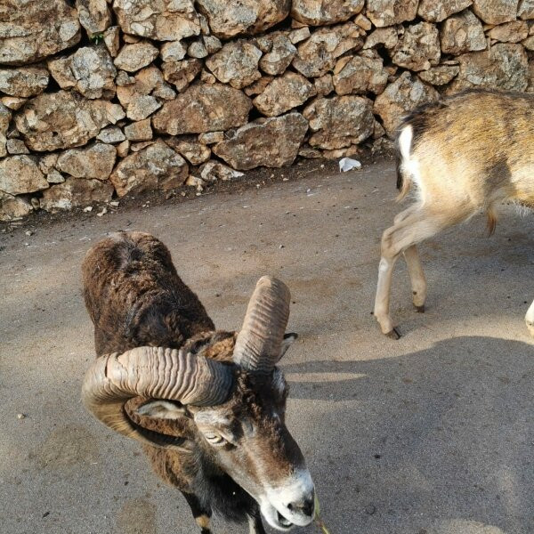 Zoosafari景点图片