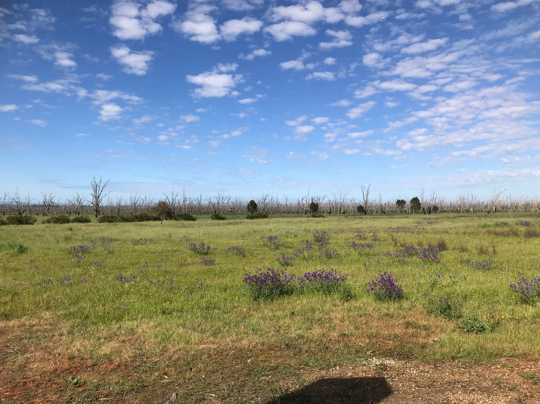 Winton Wetlands Art Trail景点图片