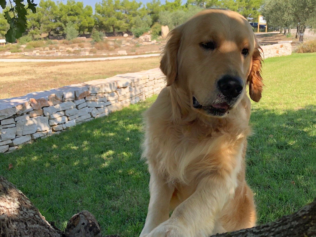 Masseria la Gravina主图