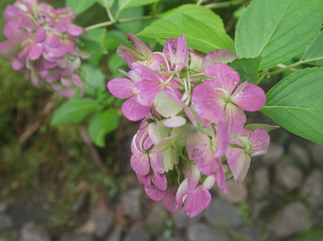 Kohoen Park-鹿沼市必去景点