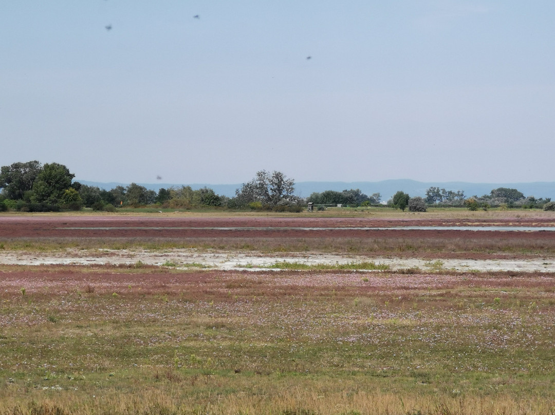 Nationalpark Neusiedler See – Seewinkel-Illmitz必去景点