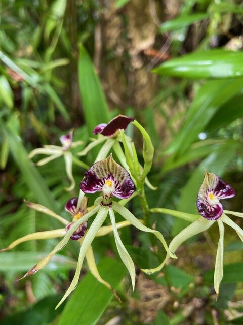 Reserva Ecologica y Jardín de Oquídeas Moxviquil景点图片