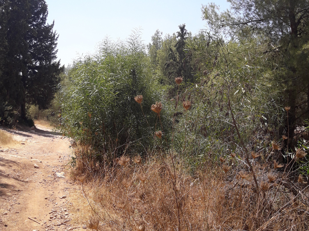 Ben Shemen Forest-Modiin必去景点