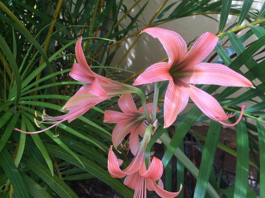 Pipa Beach-Praia da Pipa必去景点