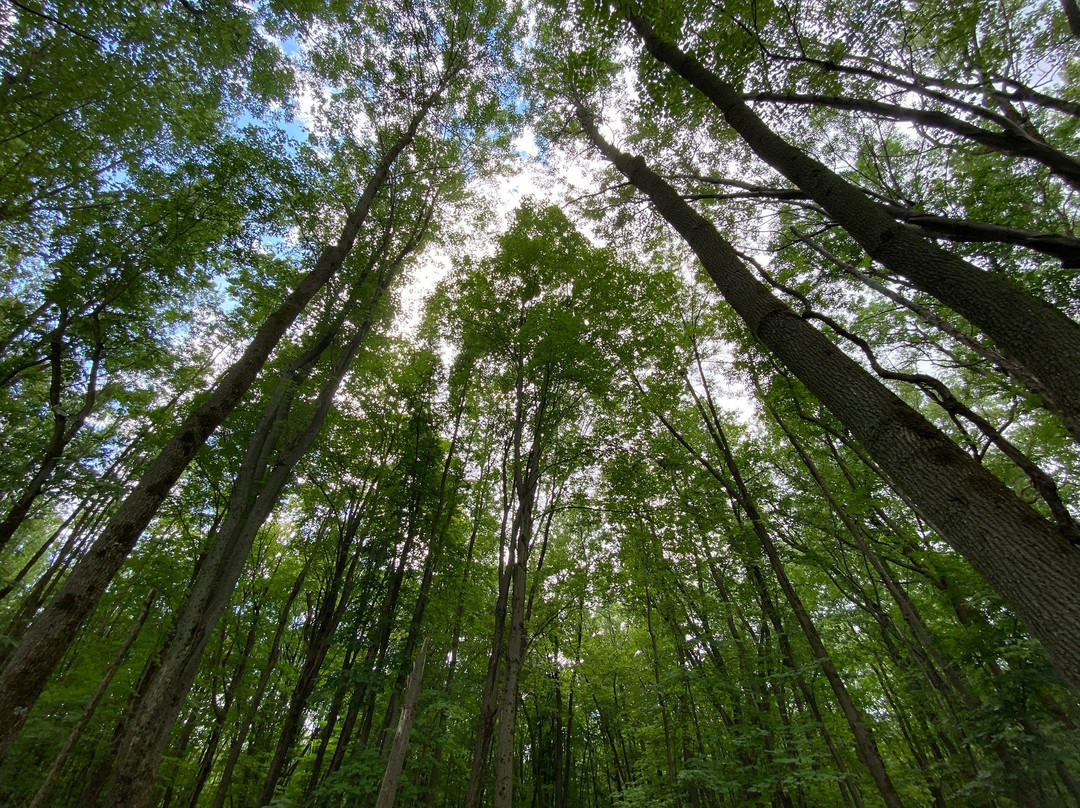 Godefroy Ecological Park景点图片