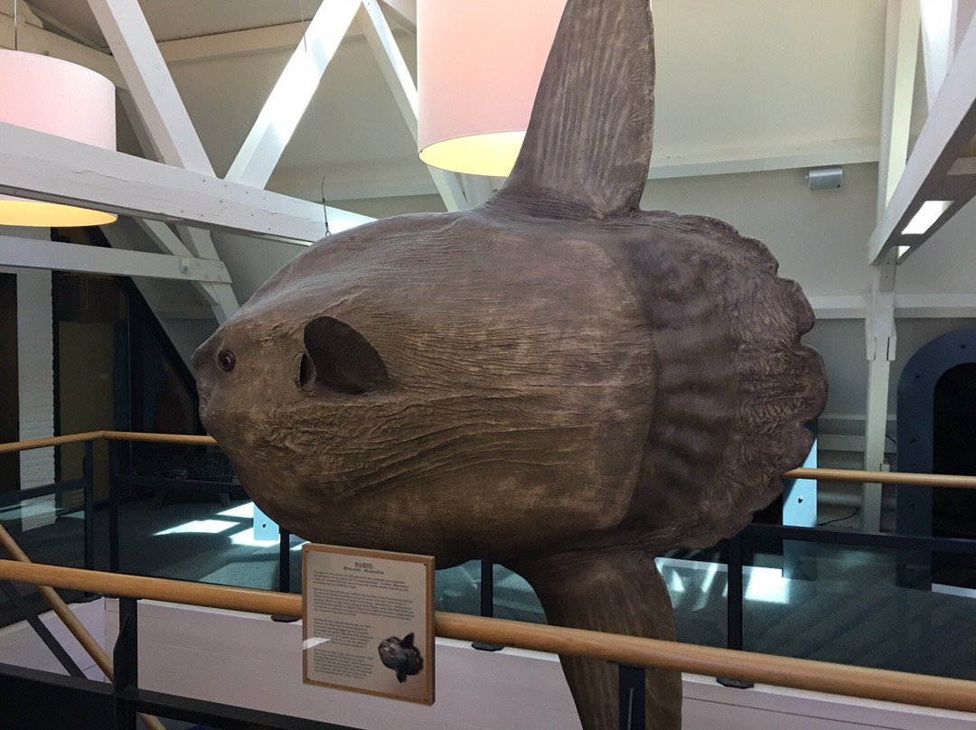 Natuurmuseum Fryslan-吕伐登必去景点