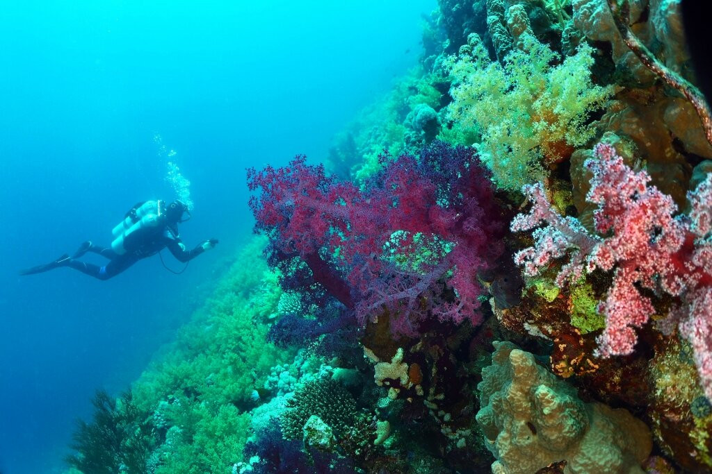 Nemo Dive Club & Hotel主图