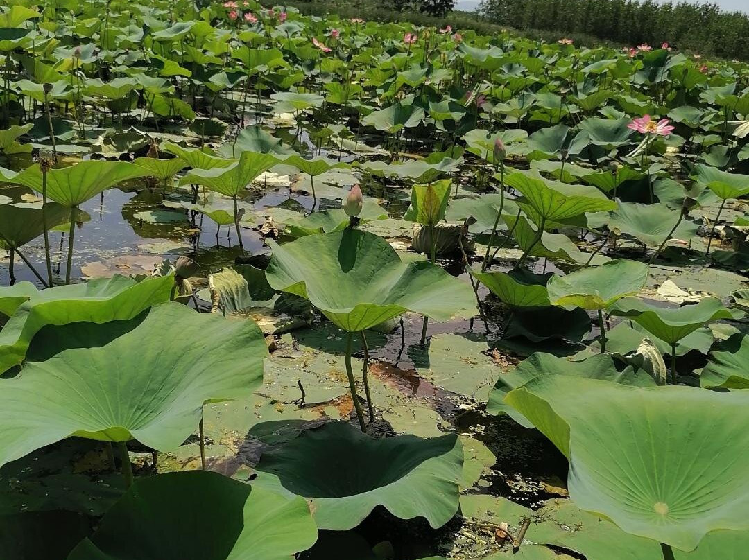 Abkenar Swamp景点图片