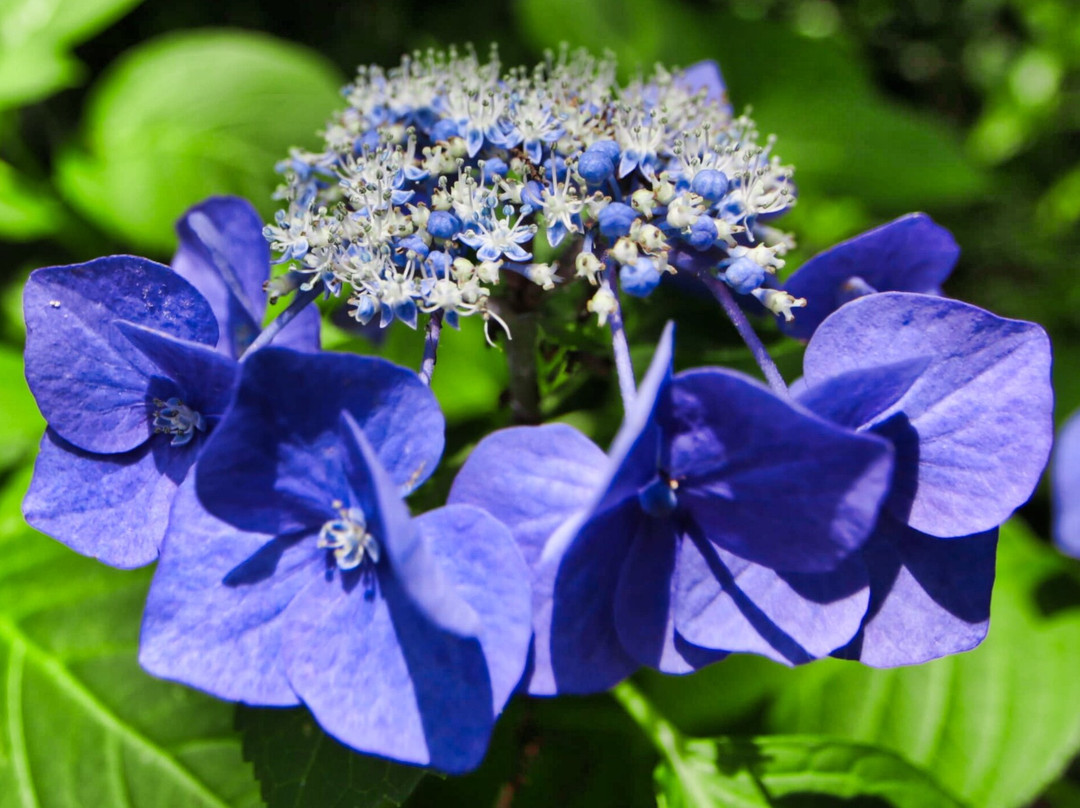 Koshoji Temple-森町必去景点