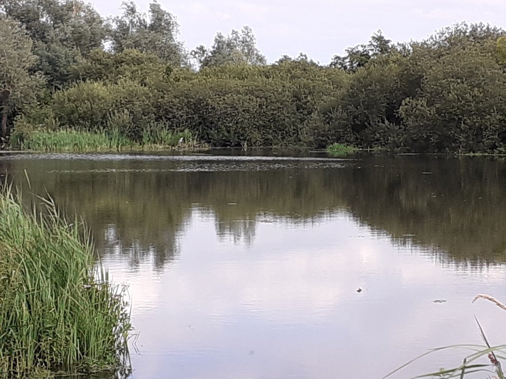 Wheatfen Nature Reserve Surlingham景点图片