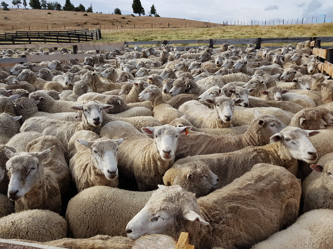 Fundo don Gerardo-Coyhaique必去景点