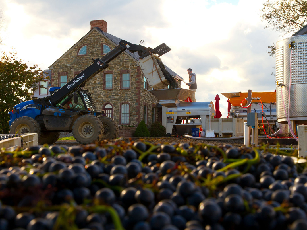 Stony Run Winery景点图片