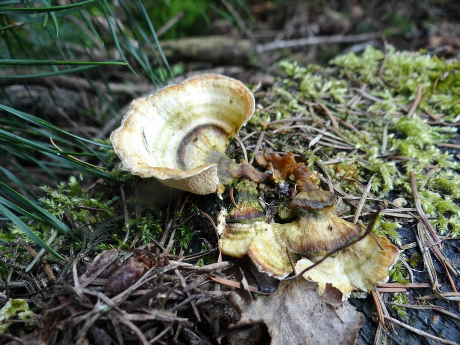 Renderklippen natuurgebied-Heerde必去景点