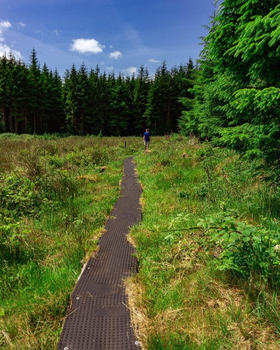 Blanemore Forest Walk-Moygownagh必去景点