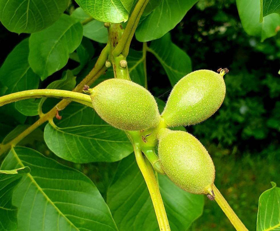 De Zelfpluktuin-特塞尔必去景点