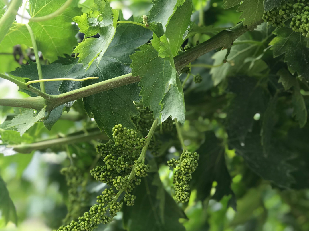 Azienda Agricola Cantina Spada景点图片