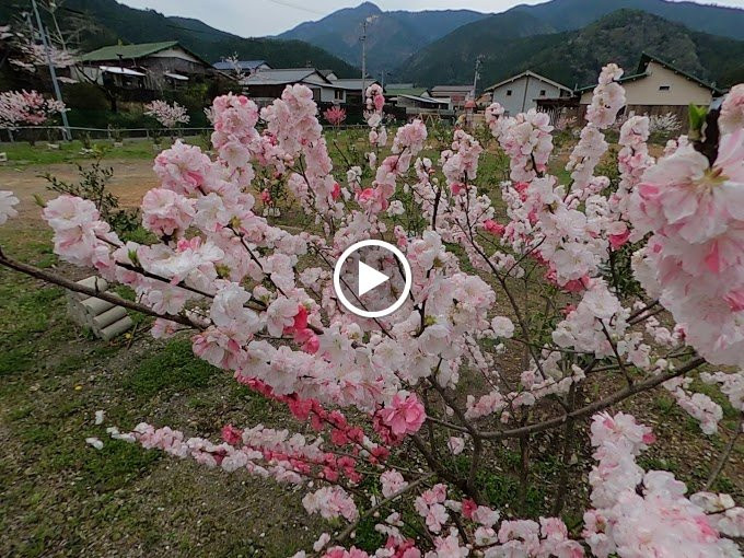 Yanase Maruyama Park-马路村必去景点