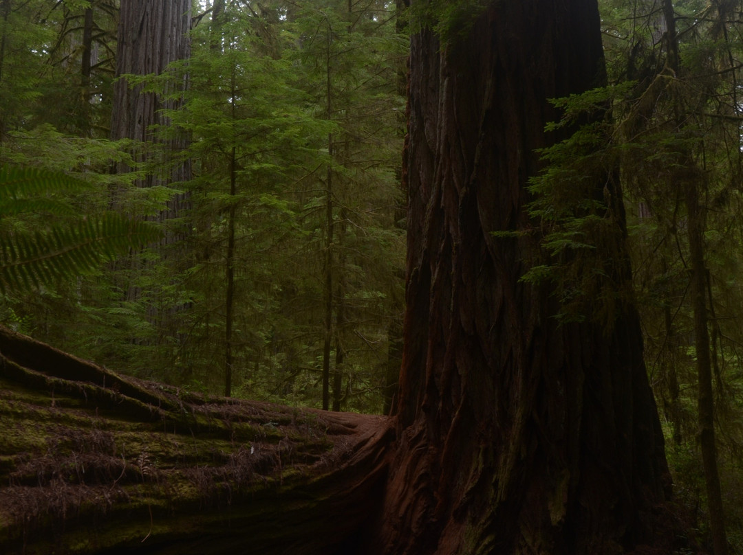 Boy Scout Big Tree Trail景点图片