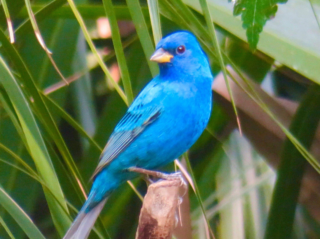 Felts Audubon Preserve-Palmetto必去景点